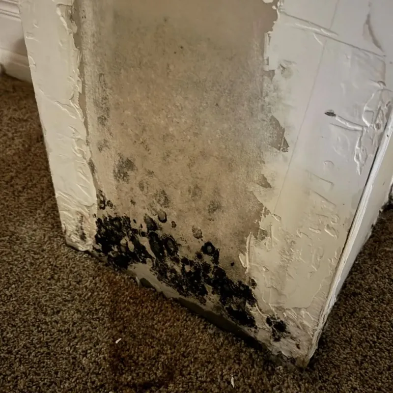 Professional Mold Removal in Le Roy, IL